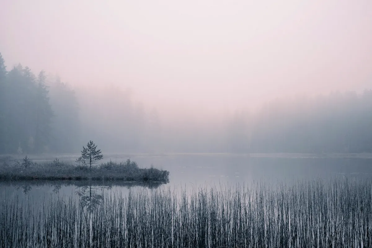 Brume rose sur un lac calme, roseaux au premier plan