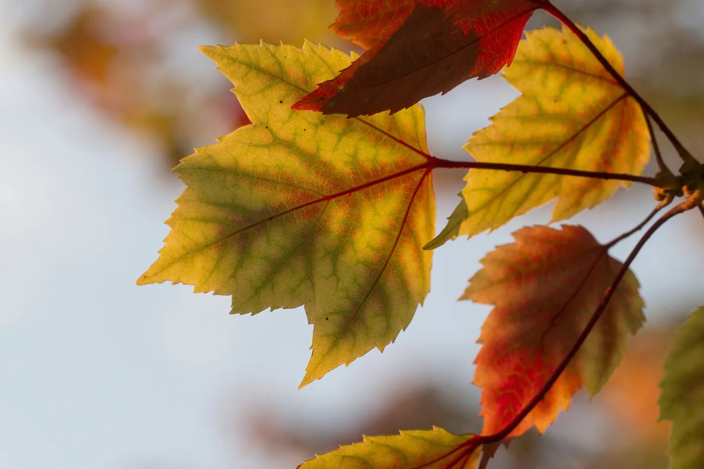 Feuilles d’automne rousses en gros plan