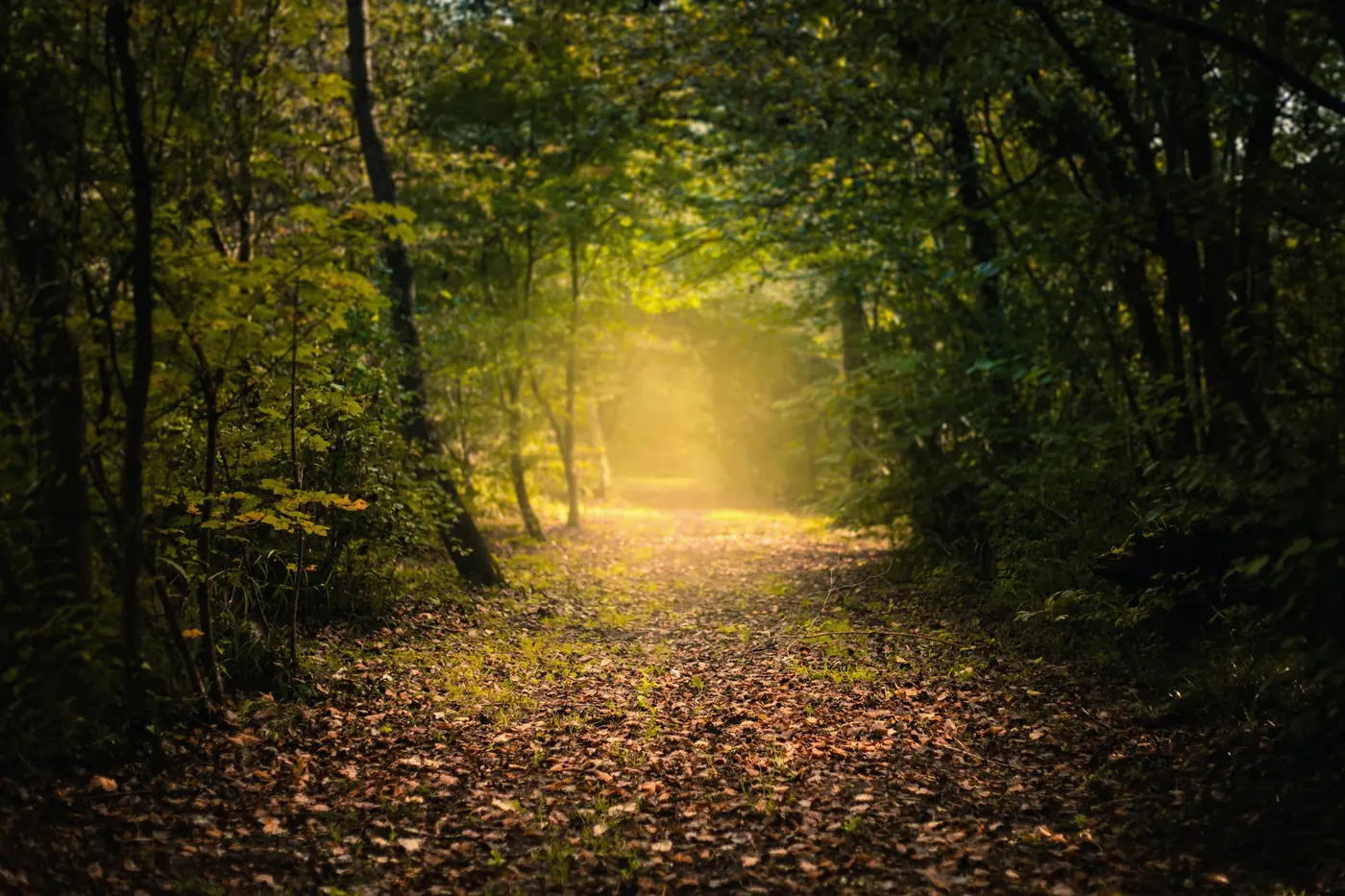Sentier de sous-bois traversé par un rayon de soleil doré